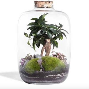 Niwa - Chiara Small Terrarium