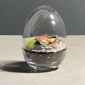 Niwa - Little O' Terrarium